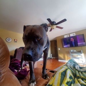 Meet your Posher, Adam